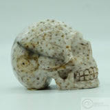 *RESERVED* Fossilised Palm Tree Human Skull (FPT02)