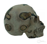 Chinese Paint Stone Skull (CP02)